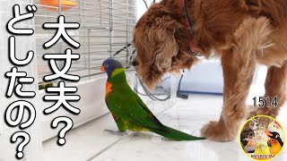 病気の友達を気遣う犬とインコ｜ゴシキセイガイインコ・キャバリア ＃1514