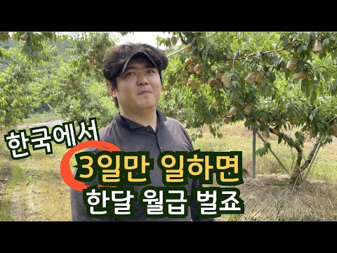 농촌에서 외국인 근로자를 선호하는 이유 -복숭아 직거래 농장
