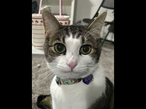 Miso