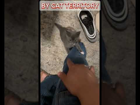 funny clips of my mom cat because im bored pt1