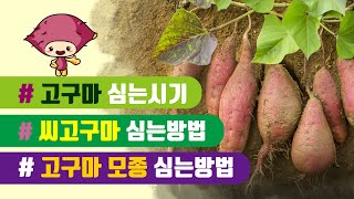 고구마심는시기 씨고구마심는방법 심는간격 고구마효능