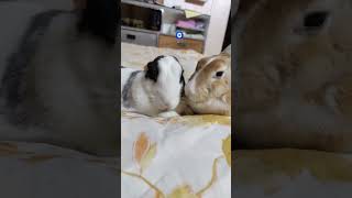 #youtubechannelgrow #petbunny #youtubeshorts #pet #bunnylife #bunny