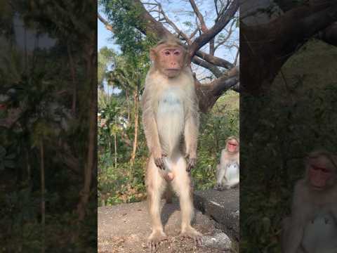 Dey Abhilashe 🤣 | Monkey | Punalur #monkey #punalur #kottarakkara