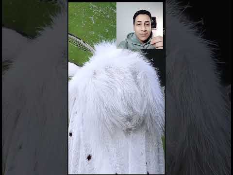 نوع حشره غريب جداً 🤔