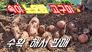 안면도 속노란고구마 &꿀고구마 수확 에서  직거래