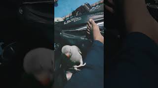 #parrot #parrottalking #mithu_marshal_new_hit_video #shorts