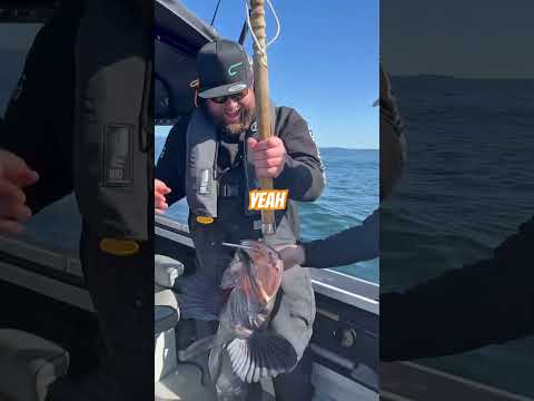 Let’s GO LINGCOD Fishing