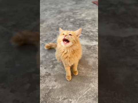 Meowing Kitten, Ginger baby 🐈🥰 #catvideos #catmeow #meowing