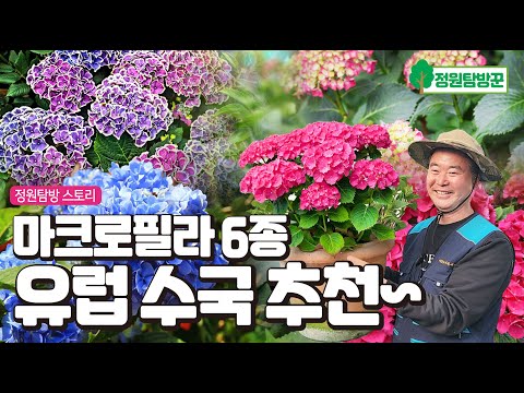 화려한 색감의 아름다운 마크로필라 유럽 수국 6종을 소개합니다. (택배주문가능)