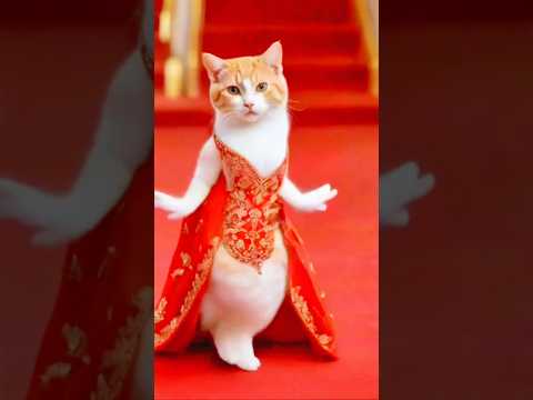 Cute cat dancing video (3)😻 #cat #dog #catdance #dogdance