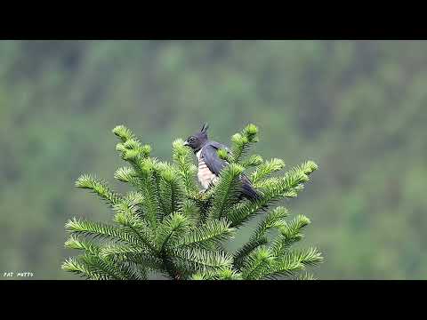 【悠遊鳥】4K | 黑冠鵑隼 | Black Baza | 劇院式製作 | Cinematic Production