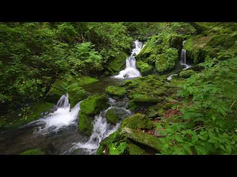 Small Waterfall, Birds Chirping, Magical Forest Sounds