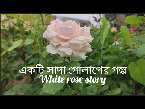 একটি সাদা গোলাপ//The White Rose@KTour997
