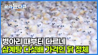 250여종의 닭 중에 유일한 '약'닭. 아는 사람만 아는 '왕의 보양식' 뭔가 했더니｜백봉오골계｜극한직업｜#골라듄다큐