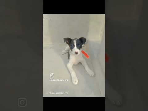Dog lover pic #minivlog #doglover #muskan #love