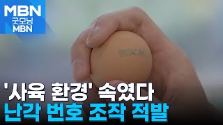 자유 방목 닭이 낳은 달걀로 속임수…난각번호 위조 56만 개 유통 [굿모닝 MBN]