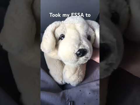 #ESSA #essa #stuffedanimals #dog