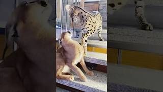 Caracal & Serval : Argument