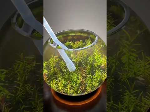 Easy aquarium water change for a new tank