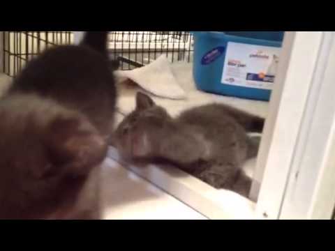 Lazaro and Walburn (ADOPTED)