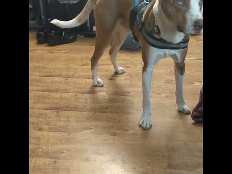 Thor chasing his tail