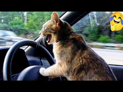 New Funny Animals 😂 Funniest Cats and Dogs Videos 😺🐶 2024 part 33