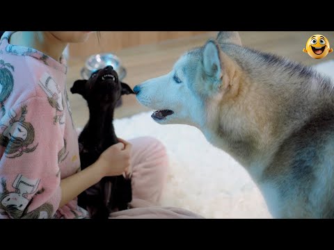 The Best FUNNY ANIMALS VIDEOS of All Time 🤣 Ultra Funny CATS and DOGS videos 2024 #part43