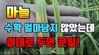 마늘밭 당장 가서 확인하세요? 수확 얼마남지 않았는데 이러다 망해요.