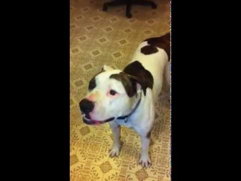 Rainy Day Pit Bull T-Bone Is Ready For A Walk