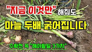 마늘이 굵어집니다 마늘쫑자른것과 자르지 않은것 비교 수확전해야할일 마늘쫑 쉽게 뽑는방법 #마늘쫑뽑는방법 #마늘굵게키우기 #마늘농사