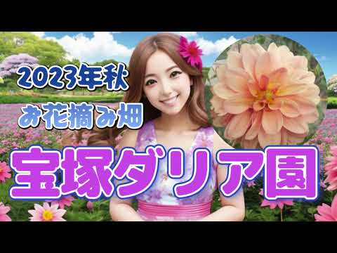【２０２３年・秋】宝塚ダリア園・コスモス畑
