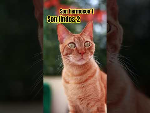 #son hermosos 🐈🐈cuál te gusta más el 1 Oh el 2 gato 🐈 yo los quiero los dos que ojos 👀 🙏🏻