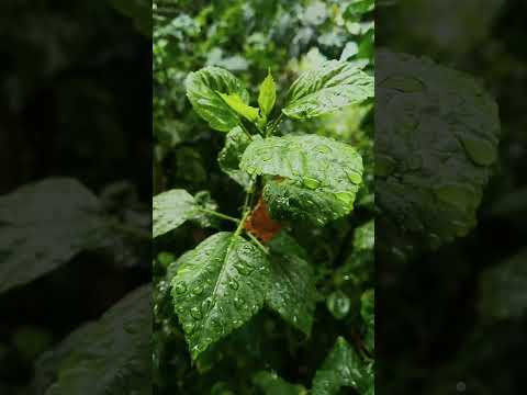 4K Relaxing Nature Sounds 1st - Short Video Clips of Nature  ytshorts