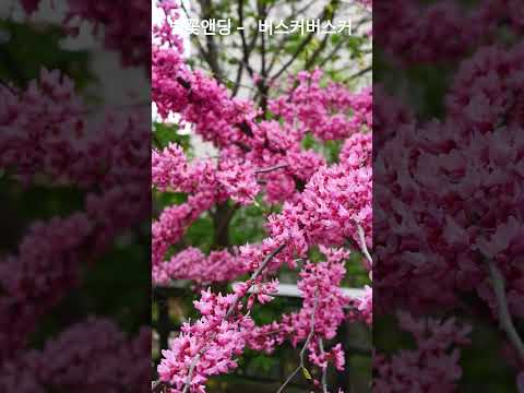 벚꽃 앤딩 -  버스커버스커