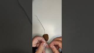 Mice Out of Walnut Shells #shorts