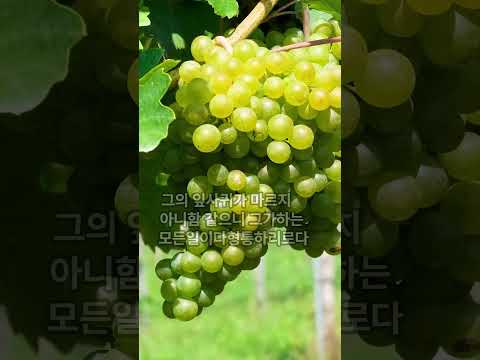 시편 1편 - 복 있는 사람은 죄인의길에 서지아니하며 | 평온한 성경 낭독#성경#말씀#하나님