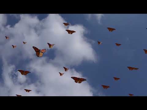 Piano Music for Inner Peace
