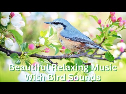 Beautiful Relaxing Music With Bird Sounds | Positive Energy For Stress Relief