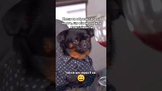 #笑話 #funny #foryou #dog #love #shortvideo #tiktok #cute  #comedy #reels #top #new