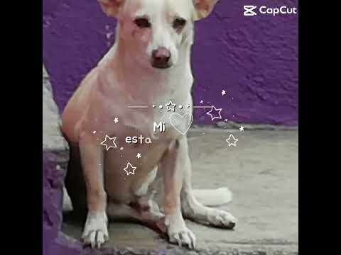 Panchito mi bebe…
