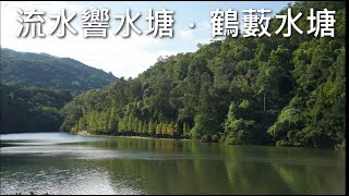 流水響水塘．鶴藪水塘 | 新手行山 | 落羽松紅葉 | Lau Shui Heung Reservoir | Hok Tau Reservoir | Hong Kong Hiking Vlog #1