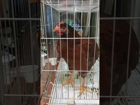 부르면 대답한닭 🐓