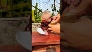 He is looks so smart 🙊🙊🙊#farm #babymonkey #cute #cutemonkey #fyp #funny