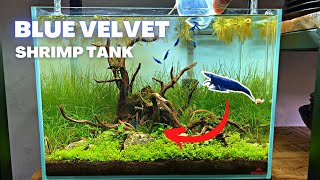 NANO AQUASCAPE TUTORIAL - STEP BY STEP BLUE VELVET SHRIMP TANK