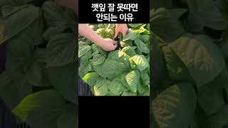 깻잎 잘 못따면 안되는 이유