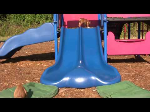 6 Week Old Boxers Go Down Slide