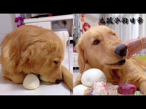【毛孩子的日常】毛孩兒：我媽又糊弄狗了 #萌宠#可爱 #可爱到爆炸 #狗子#干饭 #干饭狗的日常 #干饭王 #funny #搞笑