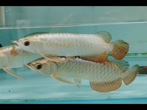 GOLDEN BLUE BASE AROWANA: Striking Elegance in Every Scale with electric blue| www.lifestyleaqua.com