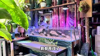 2025年度翻缸启动 #鱼缸里的大自然 #养鱼养心 #养鱼日记 #水族 #日常vlog