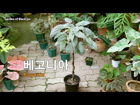 가을 베고니아 번식해보기